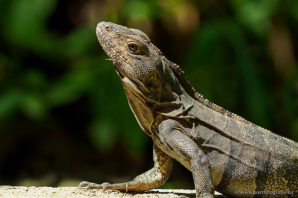 Costa Rica 2018, Bart Fotografie-095