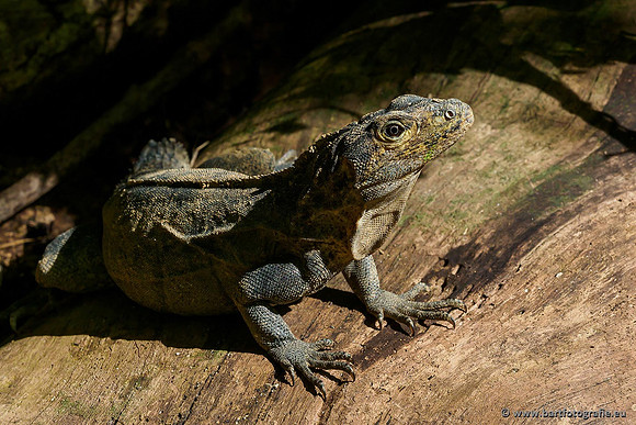 Costa Rica 2018, Bart Fotografie-096