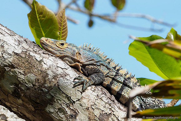 Costa Rica 2018, Bart Fotografie-101