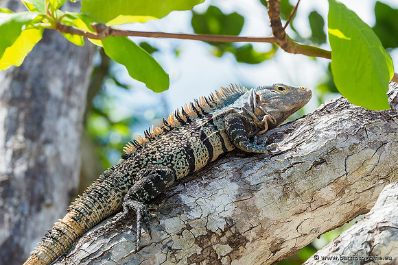 Costa Rica 2018, Bart Fotografie-100