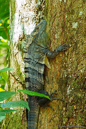 Costa Rica 2018, Bart Fotografie-103