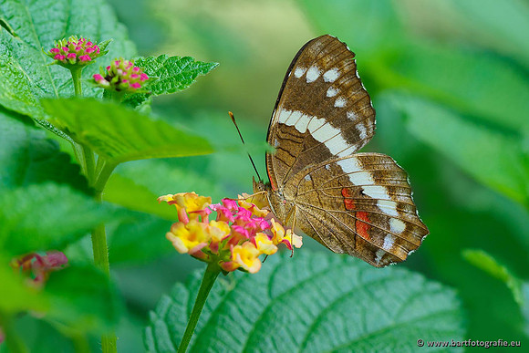 Costa Rica 2018, Bart Fotografie-105