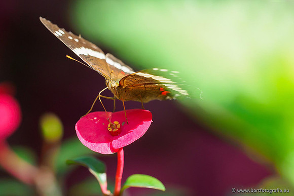 Costa Rica 2018, Bart Fotografie-106