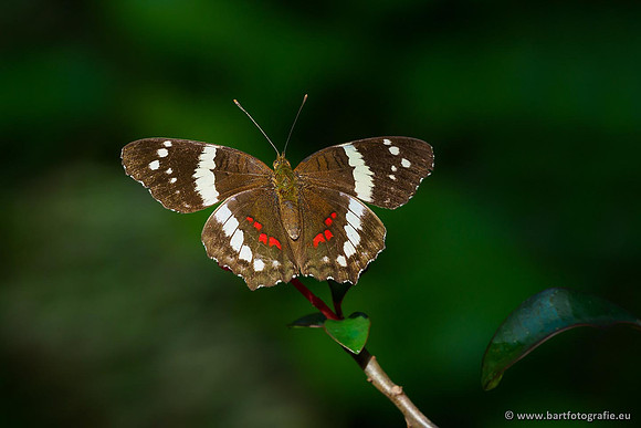 Costa Rica 2018, Bart Fotografie-107
