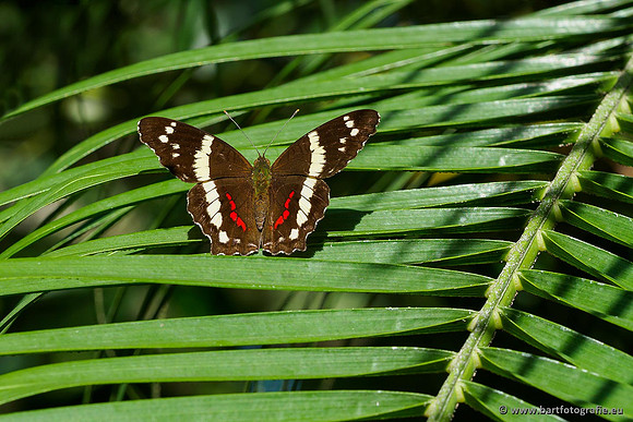 Costa Rica 2018, Bart Fotografie-110