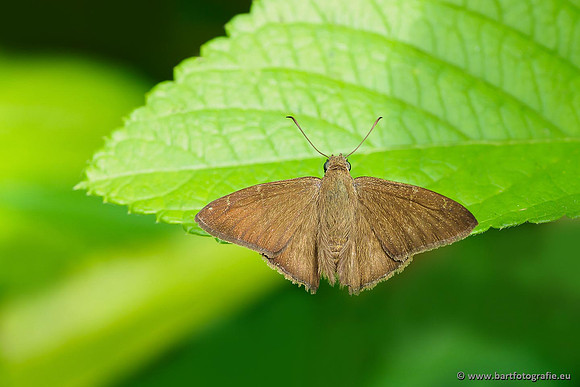Costa Rica 2018, Bart Fotografie-112
