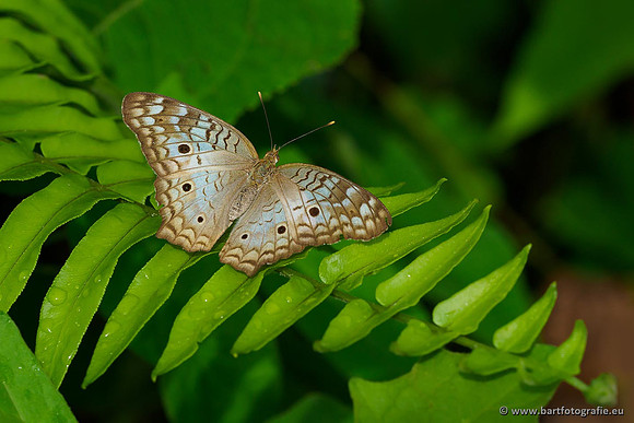 Costa Rica 2018, Bart Fotografie-114