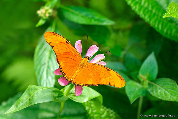 Costa Rica 2018, Bart Fotografie-117