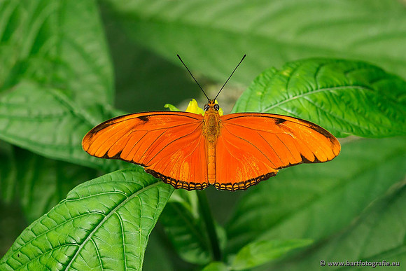 Costa Rica 2018, Bart Fotografie-119