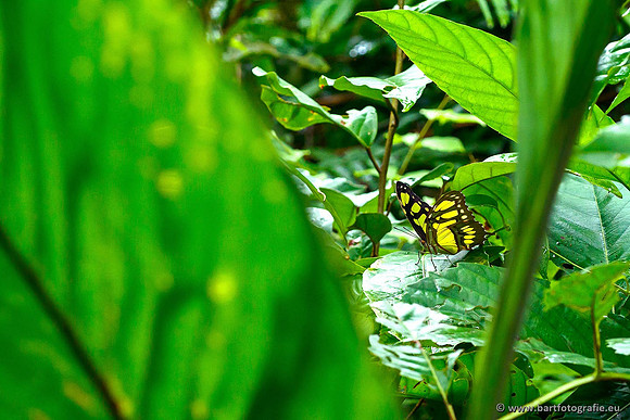 Costa Rica 2018, Bart Fotografie-120
