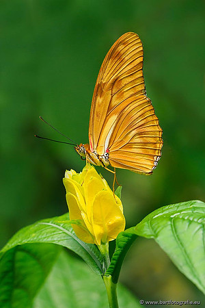 Costa Rica 2018, Bart Fotografie-118