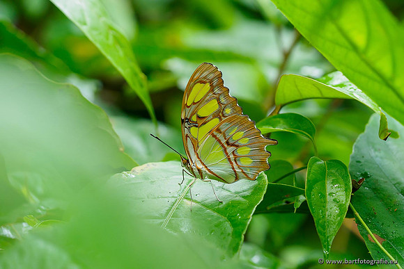 Costa Rica 2018, Bart Fotografie-121
