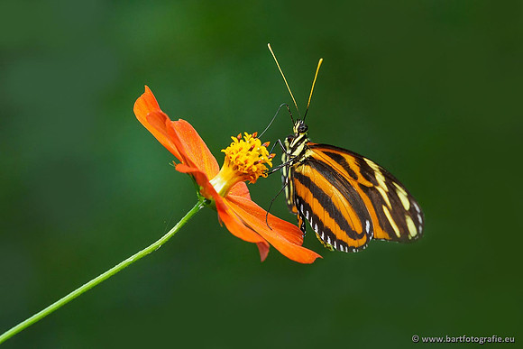 Costa Rica 2018, Bart Fotografie-126