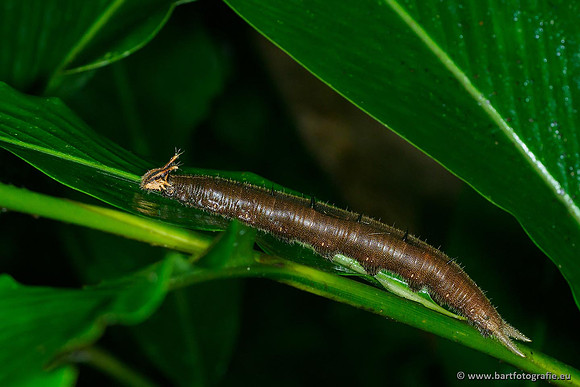 Costa Rica 2018, Bart Fotografie-129