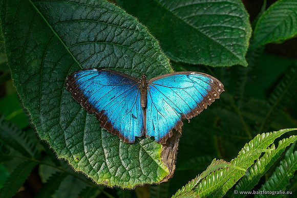 Costa Rica 2018, Bart Fotografie-131