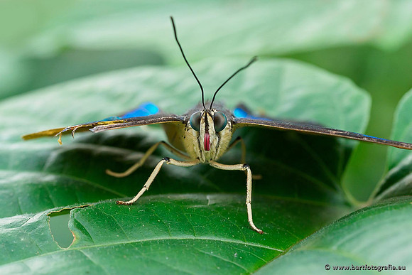 Costa Rica 2018, Bart Fotografie-132