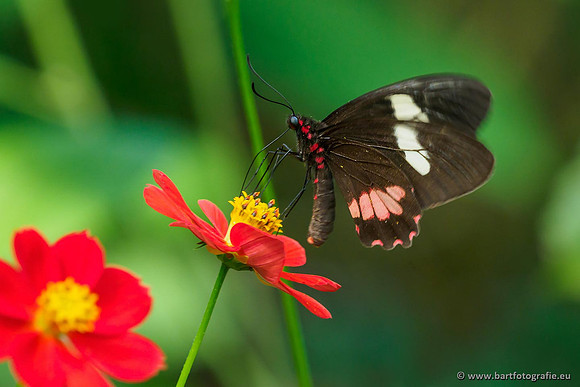 Costa Rica 2018, Bart Fotografie-141
