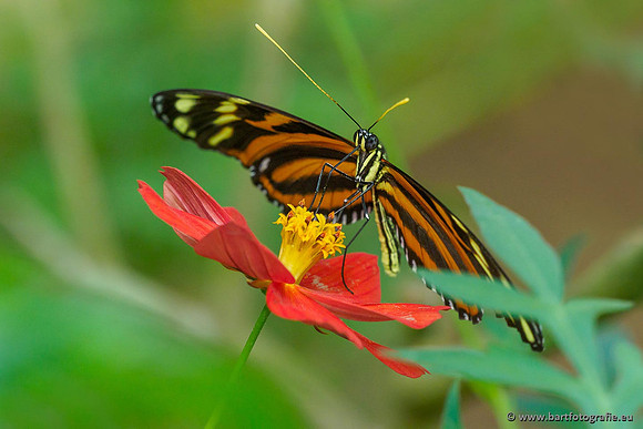 Costa Rica 2018, Bart Fotografie-142