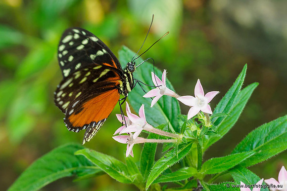 Costa Rica 2018, Bart Fotografie-143
