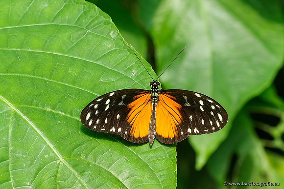 Costa Rica 2018, Bart Fotografie-144