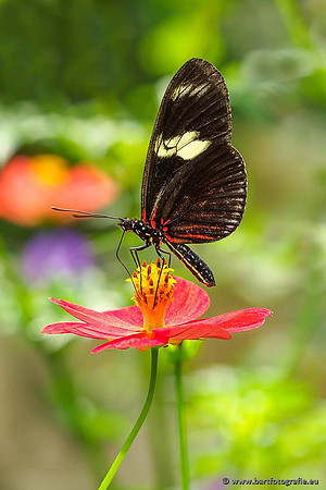Costa Rica 2018, Bart Fotografie-151