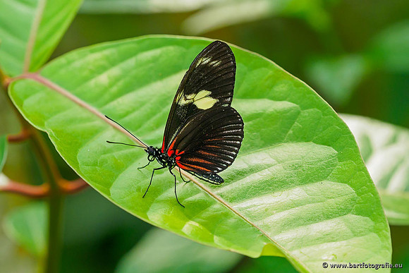 Costa Rica 2018, Bart Fotografie-152