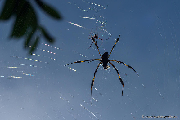 Costa Rica 2018, Bart Fotografie-160