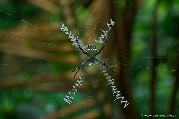 Costa Rica 2018, Bart Fotografie-164
