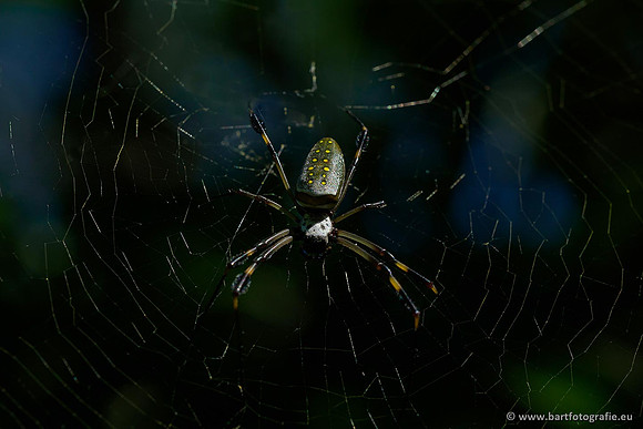 Costa Rica 2018, Bart Fotografie-165