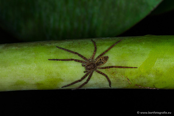 Costa Rica 2018, Bart Fotografie-174