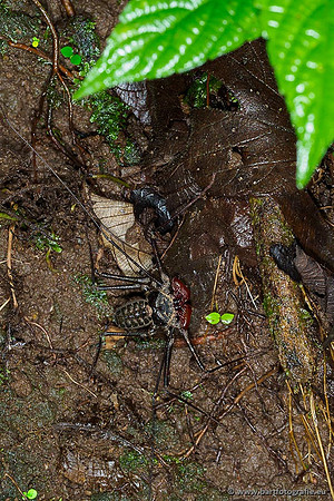 Costa Rica 2018, Bart Fotografie-177
