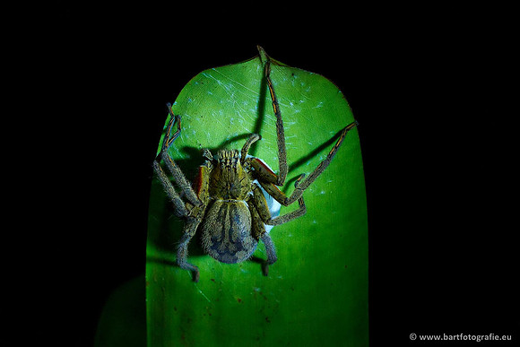 Costa Rica 2018, Bart Fotografie-178