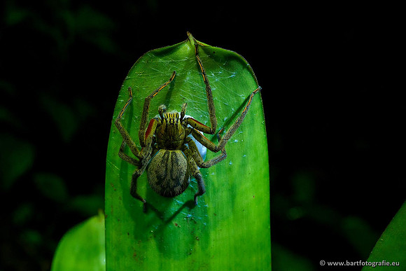 Costa Rica 2018, Bart Fotografie-179