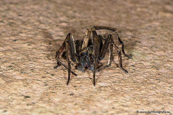 Costa Rica 2018, Bart Fotografie-181