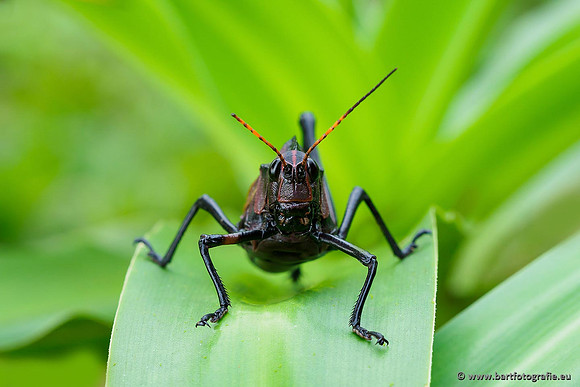 Costa Rica 2018, Bart Fotografie-187
