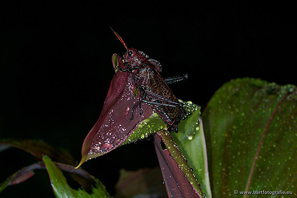 Costa Rica 2018, Bart Fotografie-190