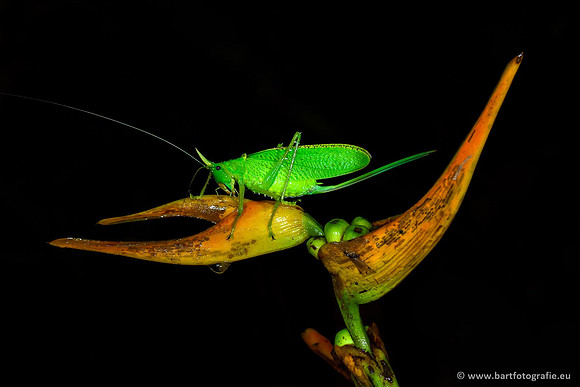 Costa Rica 2018, Bart Fotografie-196