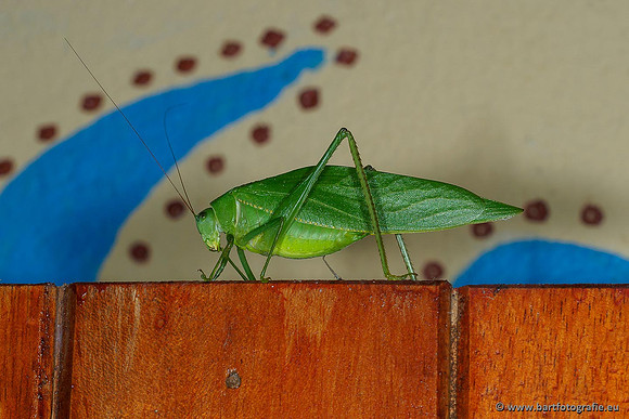 Costa Rica 2018, Bart Fotografie-198