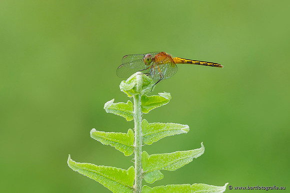 Costa Rica 2018, Bart Fotografie-205