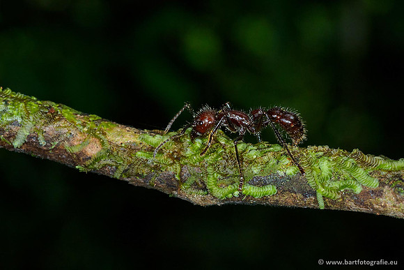 Costa Rica 2018, Bart Fotografie-209