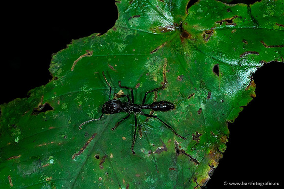 Costa Rica 2018, Bart Fotografie-210