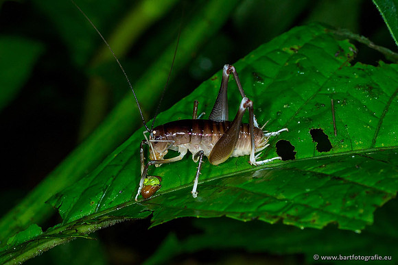 Costa Rica 2018, Bart Fotografie-213