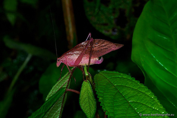 Costa Rica 2018, Bart Fotografie-216