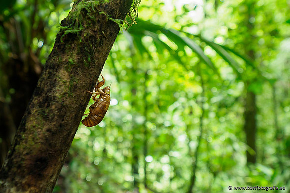 Costa Rica 2018, Bart Fotografie-220