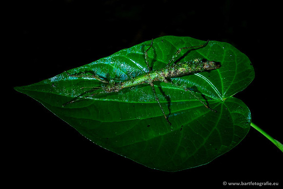 Costa Rica 2018, Bart Fotografie-221