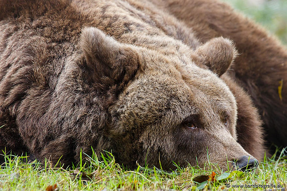 Safari fotografie Bart Fotografie-007