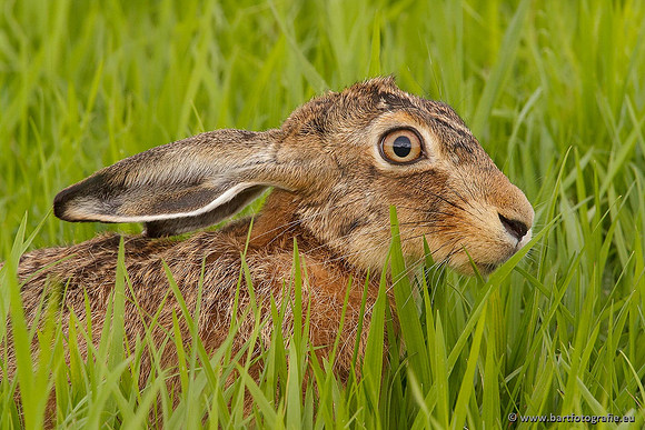 Safari fotografie Bart Fotografie-021