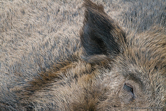 Safari fotografie Bart Fotografie-024