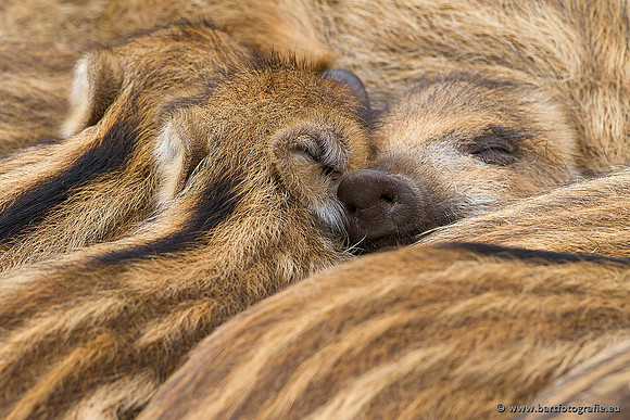 Safari fotografie Bart Fotografie-025