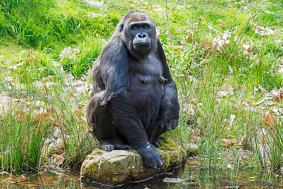 Safari fotografie Bart Fotografie-026